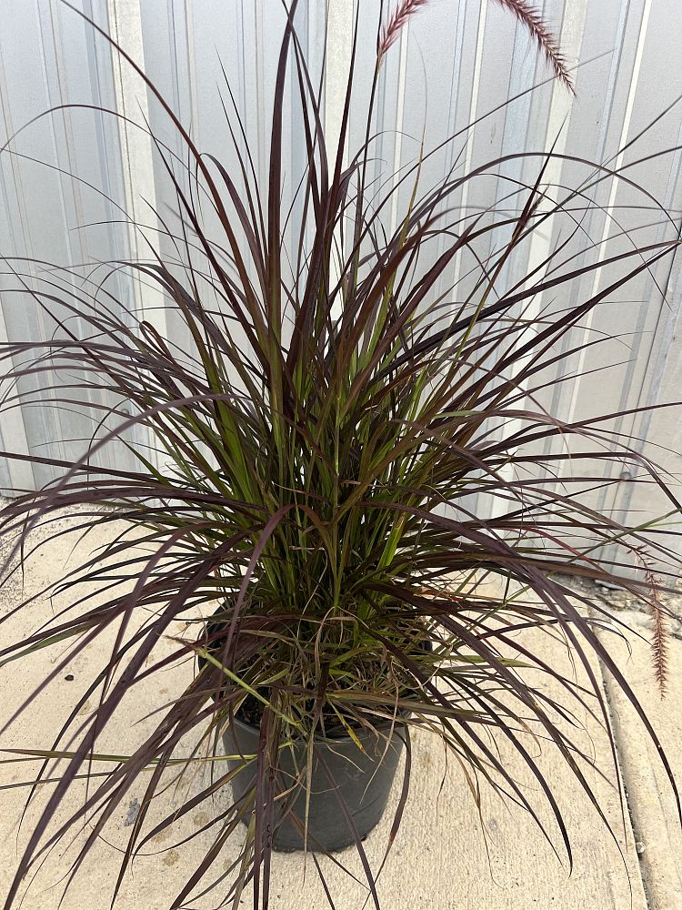 pennisetum-setaceum-rubrum-purple-fountain-grass-red-fountain-grass-pennisetum-advena-rubrum-pennisetum-setaceum-cupreum