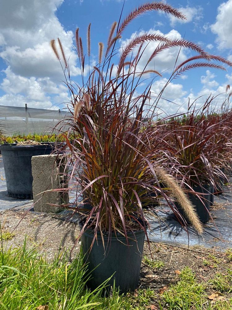 pennisetum-setaceum-rubrum-purple-fountain-grass-red-fountain-grass-pennisetum-advena-rubrum-pennisetum-setaceum-cupreum