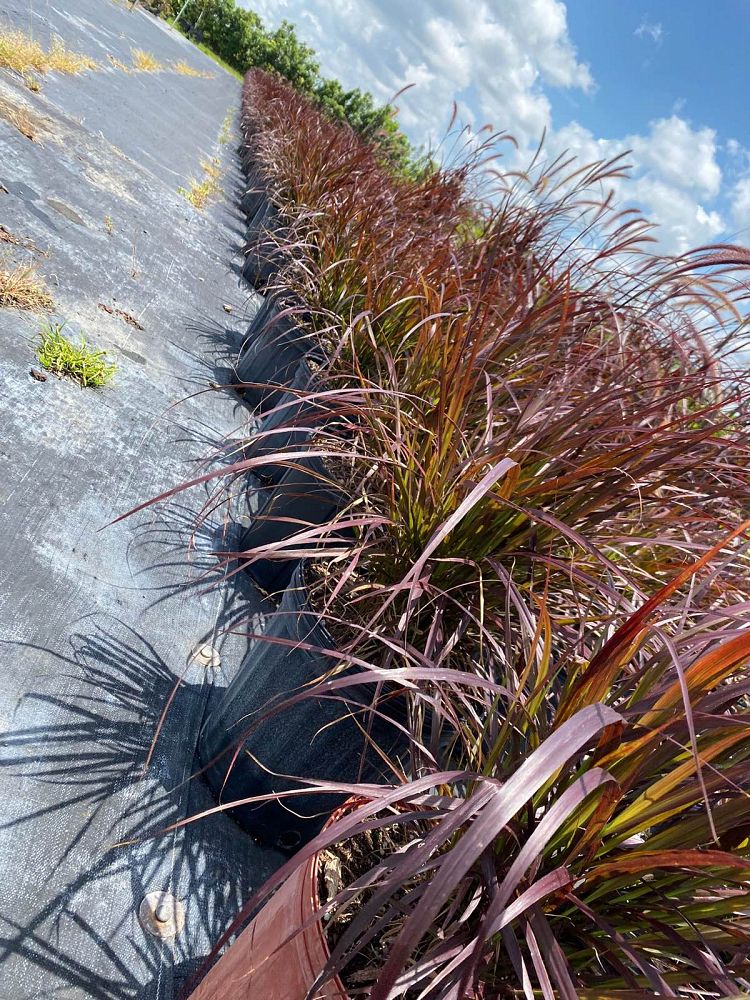 pennisetum-setaceum-rubrum-purple-fountain-grass-red-fountain-grass-pennisetum-advena-rubrum-pennisetum-setaceum-cupreum
