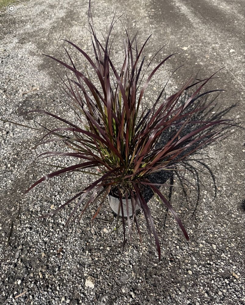 pennisetum-setaceum-rubrum-purple-fountain-grass-red-fountain-grass-pennisetum-advena-rubrum-pennisetum-setaceum-cupreum