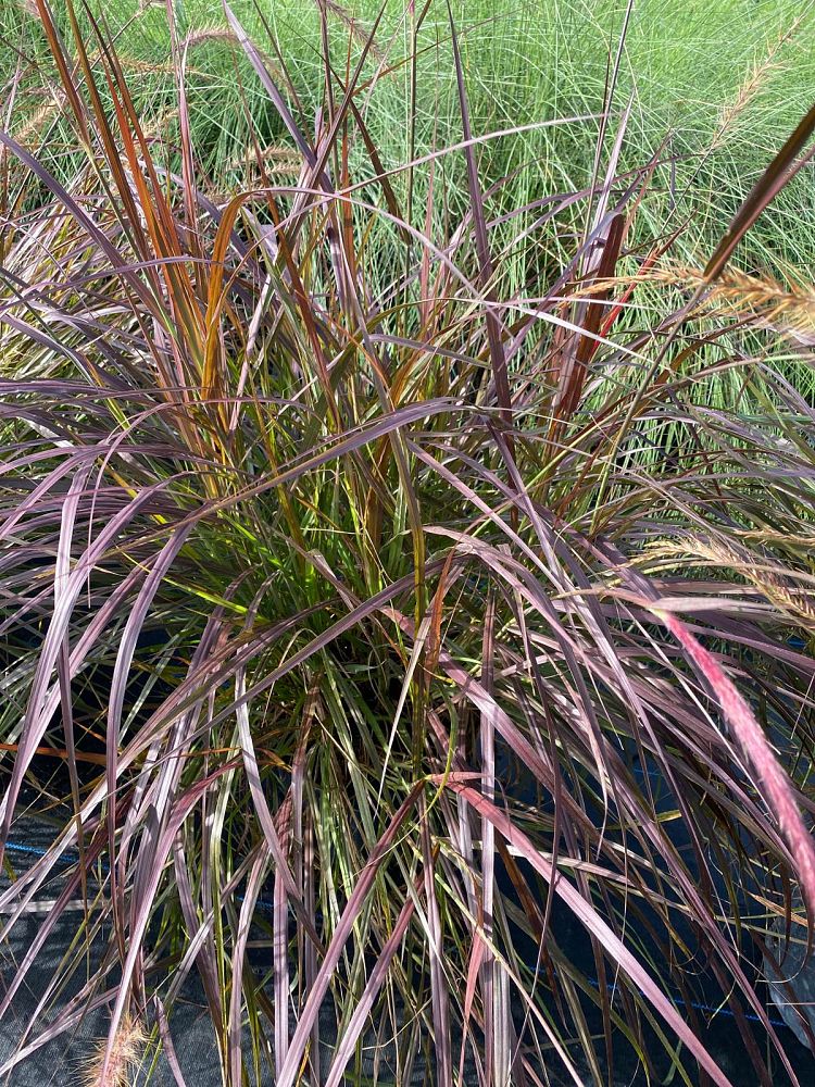 pennisetum-setaceum-rubrum-purple-fountain-grass-red-fountain-grass-pennisetum-advena-rubrum-pennisetum-setaceum-cupreum