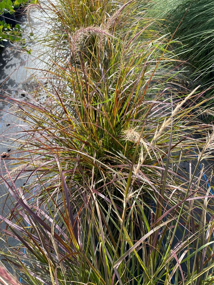 pennisetum-setaceum-rubrum-purple-fountain-grass-red-fountain-grass-pennisetum-advena-rubrum-pennisetum-setaceum-cupreum