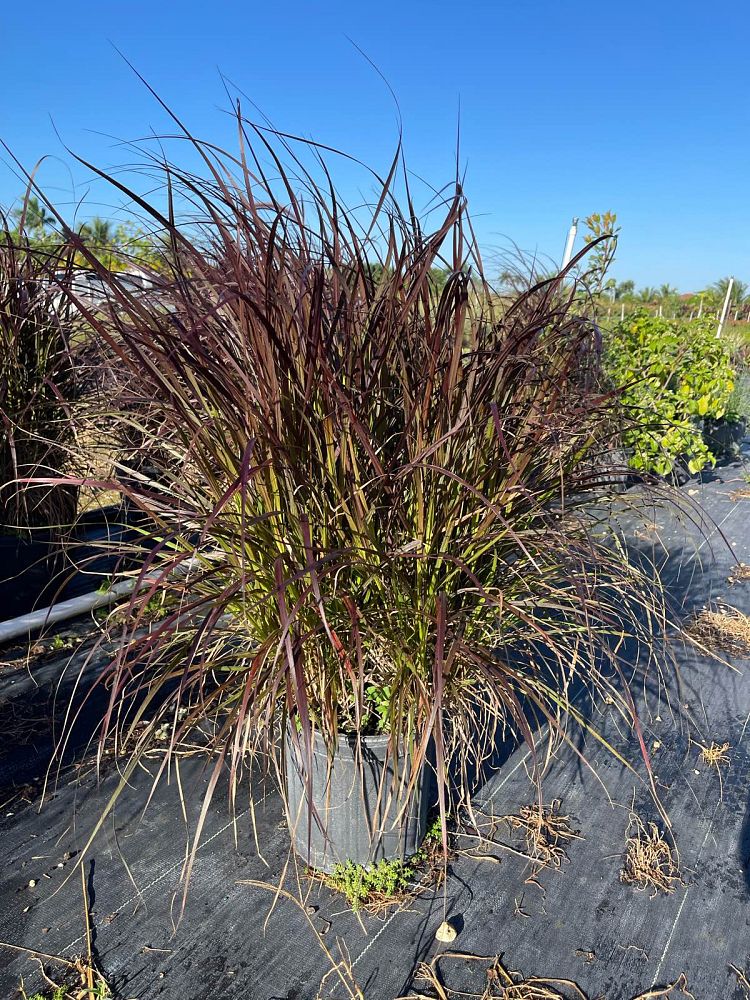 pennisetum-setaceum-rubrum-purple-fountain-grass-red-fountain-grass-pennisetum-advena-rubrum-pennisetum-setaceum-cupreum