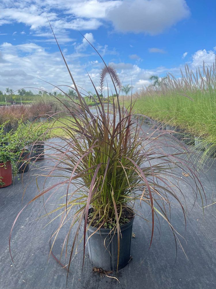 pennisetum-setaceum-rubrum-purple-fountain-grass-red-fountain-grass-pennisetum-advena-rubrum-pennisetum-setaceum-cupreum
