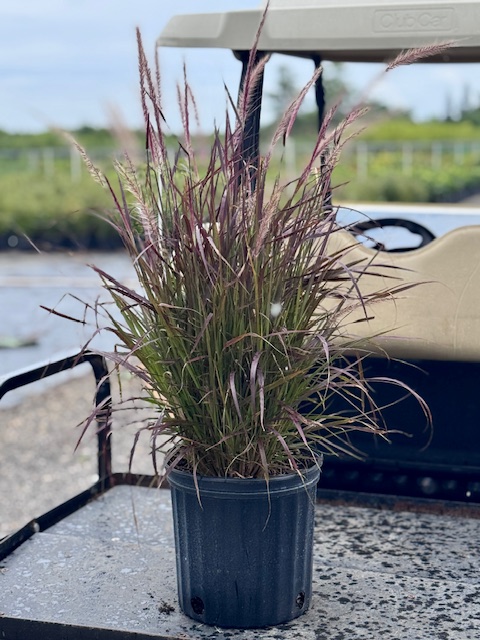 pennisetum-setaceum-rubrum-purple-fountain-grass-red-fountain-grass-pennisetum-advena-rubrum-pennisetum-setaceum-cupreum