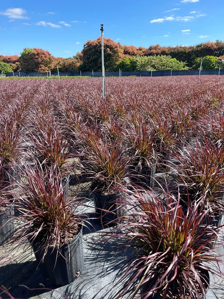 pennisetum-setaceum-rubrum-purple-fountain-grass-red-fountain-grass-pennisetum-advena-rubrum-pennisetum-setaceum-cupreum