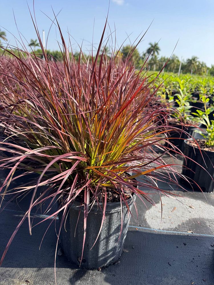 pennisetum-setaceum-rubrum-purple-fountain-grass-red-fountain-grass-pennisetum-advena-rubrum-pennisetum-setaceum-cupreum