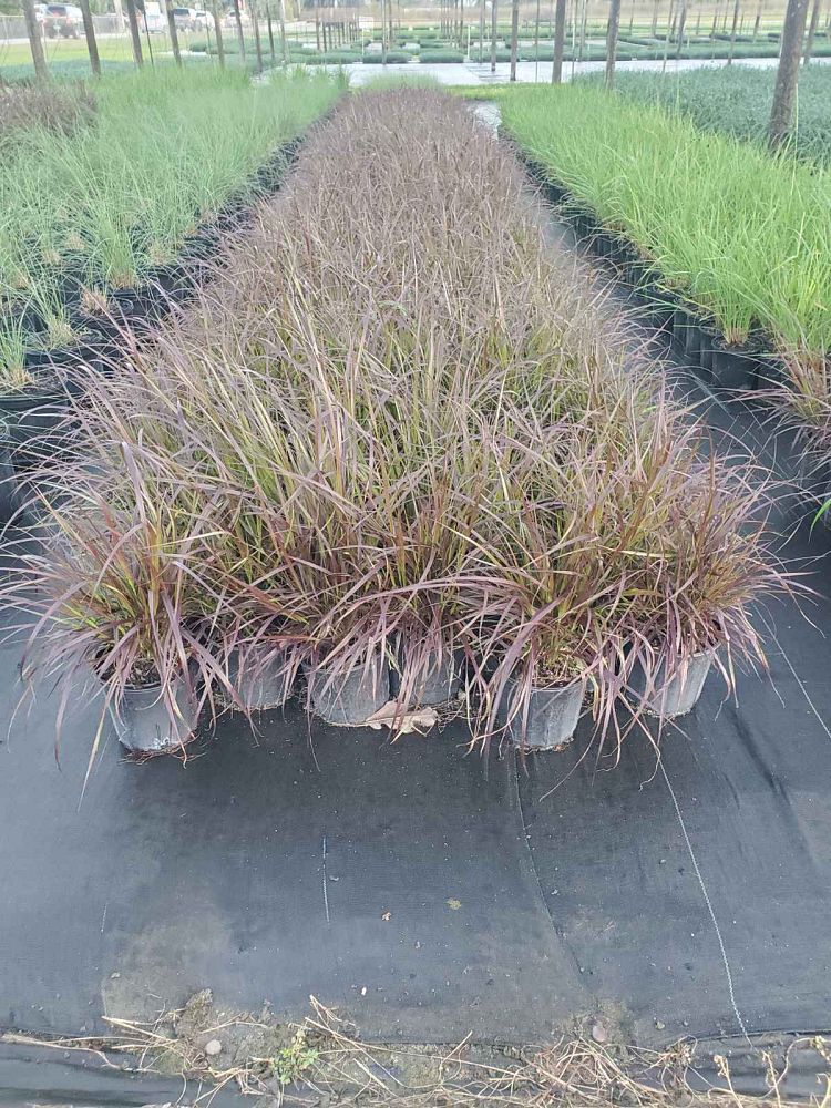 pennisetum-setaceum-rubrum-purple-fountain-grass-red-fountain-grass-pennisetum-advena-rubrum-pennisetum-setaceum-cupreum