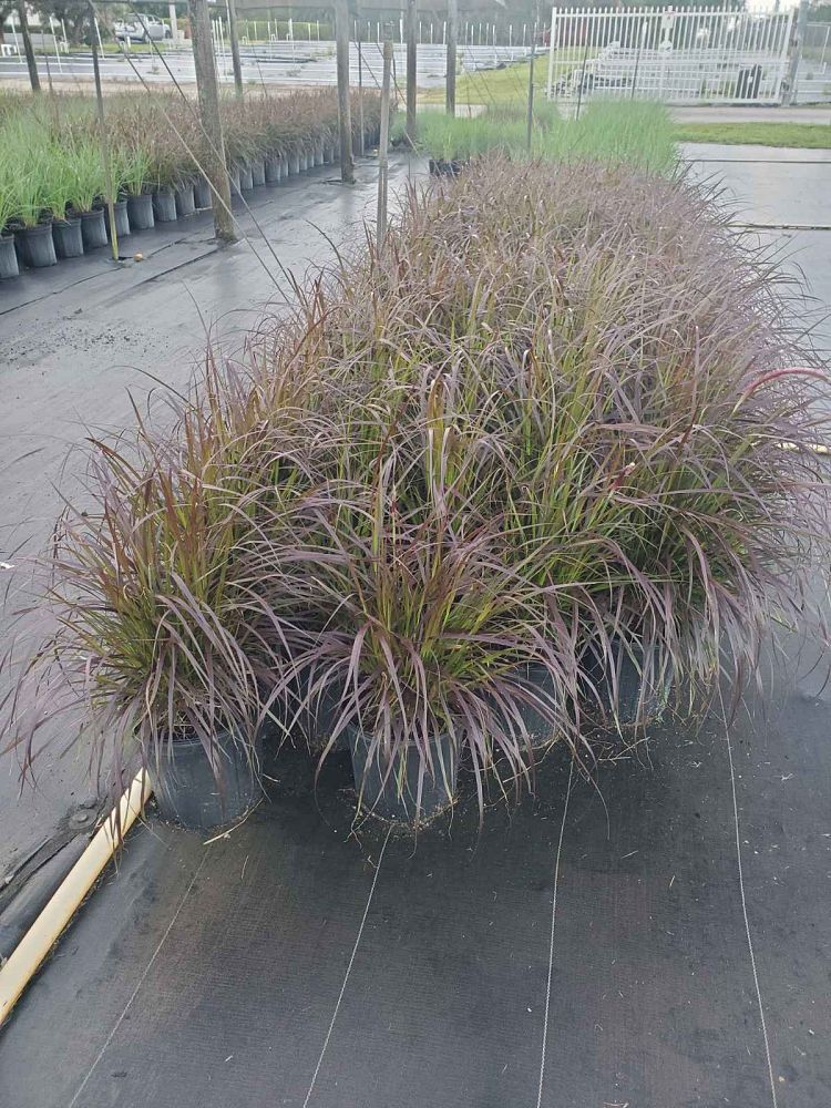 pennisetum-setaceum-rubrum-purple-fountain-grass-red-fountain-grass-pennisetum-advena-rubrum-pennisetum-setaceum-cupreum