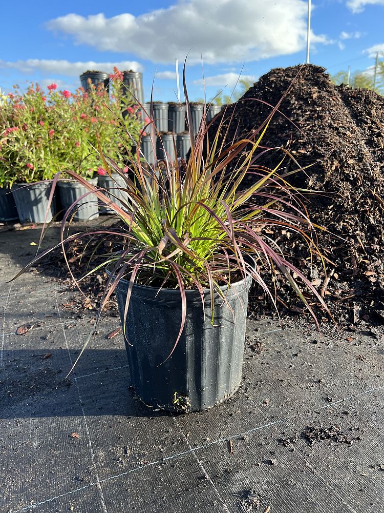 pennisetum-setaceum-rubrum-purple-fountain-grass-red-fountain-grass-pennisetum-advena-rubrum-pennisetum-setaceum-cupreum