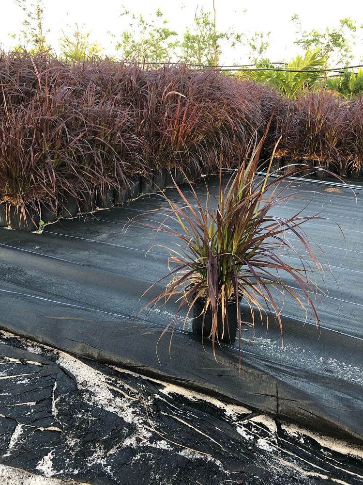 pennisetum-setaceum-rubrum-purple-fountain-grass-red-fountain-grass-pennisetum-advena-rubrum-pennisetum-setaceum-cupreum
