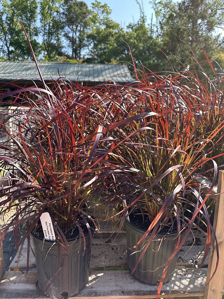 pennisetum-setaceum-rubrum-purple-fountain-grass-red-fountain-grass-pennisetum-advena-rubrum-pennisetum-setaceum-cupreum