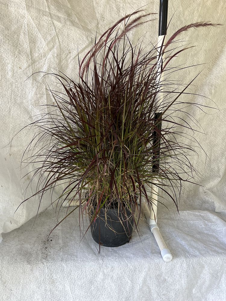 pennisetum-setaceum-rubrum-purple-fountain-grass-red-fountain-grass-pennisetum-advena-rubrum-pennisetum-setaceum-cupreum