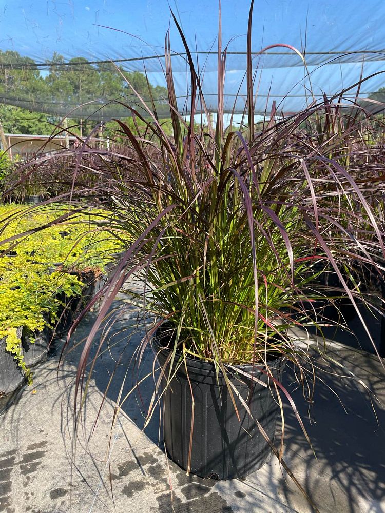 pennisetum-setaceum-rubrum-purple-fountain-grass-red-fountain-grass-pennisetum-advena-rubrum-pennisetum-setaceum-cupreum