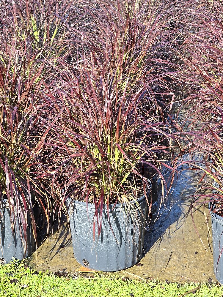 pennisetum-setaceum-rubrum-purple-fountain-grass-red-fountain-grass-pennisetum-advena-rubrum-pennisetum-setaceum-cupreum