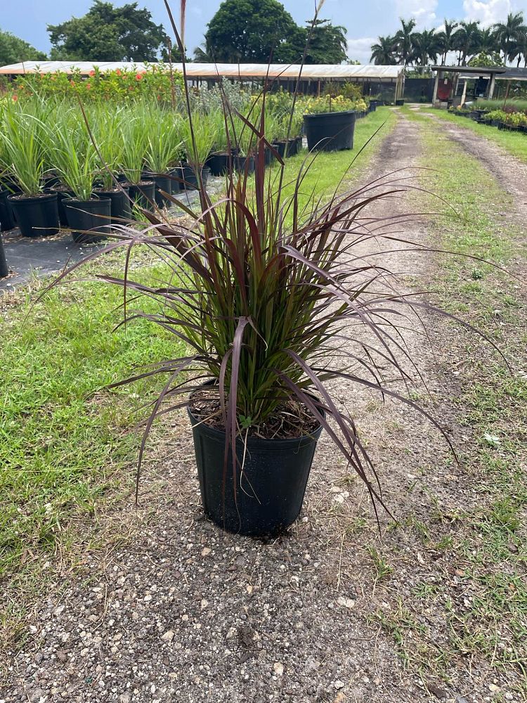pennisetum-setaceum-rubrum-purple-fountain-grass-red-fountain-grass-pennisetum-advena-rubrum-pennisetum-setaceum-cupreum