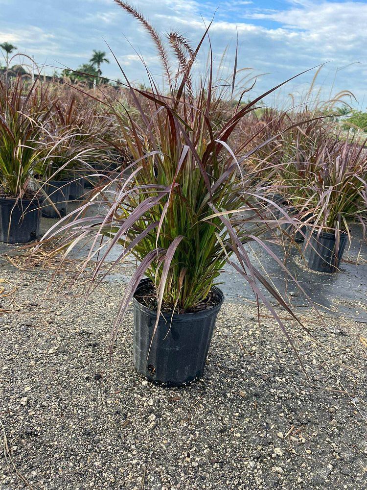 pennisetum-setaceum-rubrum-purple-fountain-grass-red-fountain-grass-pennisetum-advena-rubrum-pennisetum-setaceum-cupreum