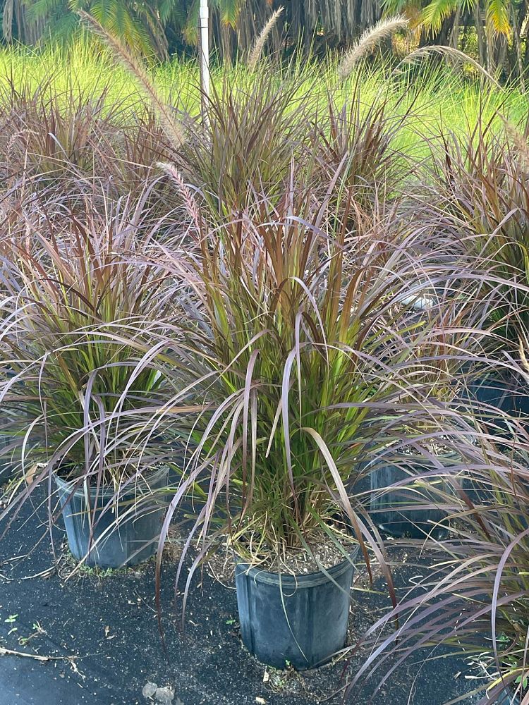 pennisetum-setaceum-rubrum-purple-fountain-grass-red-fountain-grass-pennisetum-advena-rubrum-pennisetum-setaceum-cupreum