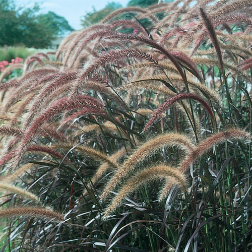 pennisetum-setaceum-rubrum-purple-fountain-grass-red-fountain-grass-pennisetum-advena-rubrum-pennisetum-setaceum-cupreum