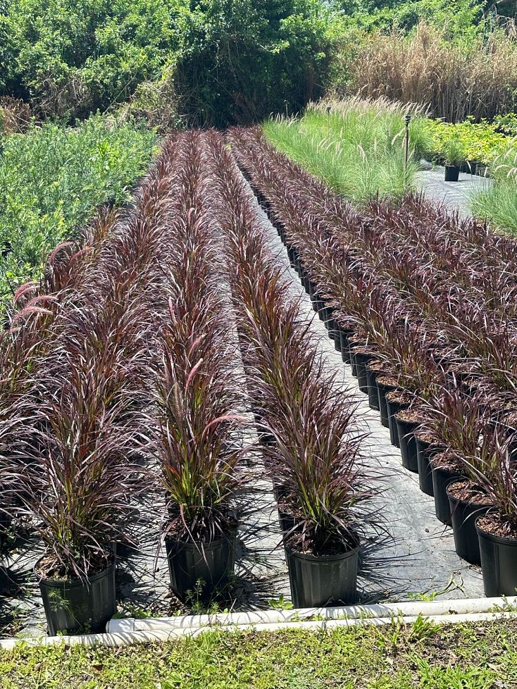 pennisetum-setaceum-rubrum-purple-fountain-grass-red-fountain-grass-pennisetum-advena-rubrum-pennisetum-setaceum-cupreum
