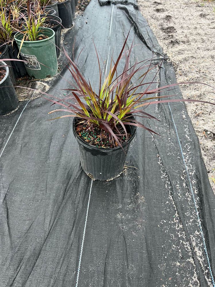 pennisetum-setaceum-rubrum-purple-fountain-grass-red-fountain-grass-pennisetum-advena-rubrum-pennisetum-setaceum-cupreum