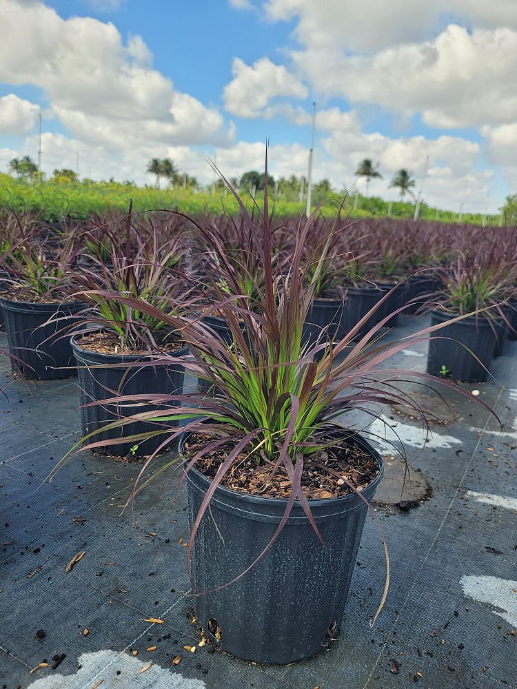 pennisetum-setaceum-rubrum-purple-fountain-grass-red-fountain-grass-pennisetum-advena-rubrum-pennisetum-setaceum-cupreum