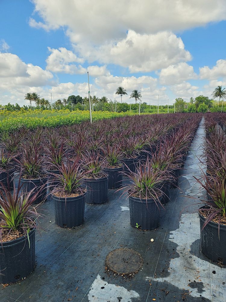 pennisetum-setaceum-rubrum-purple-fountain-grass-red-fountain-grass-pennisetum-advena-rubrum-pennisetum-setaceum-cupreum