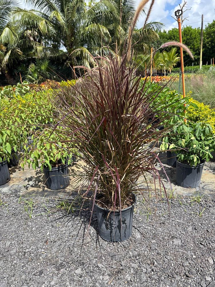 pennisetum-setaceum-rubrum-purple-fountain-grass-red-fountain-grass-pennisetum-advena-rubrum-pennisetum-setaceum-cupreum