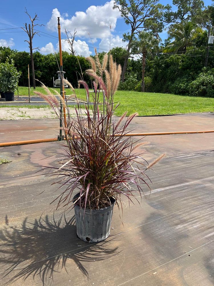 pennisetum-setaceum-rubrum-purple-fountain-grass-red-fountain-grass-pennisetum-advena-rubrum-pennisetum-setaceum-cupreum