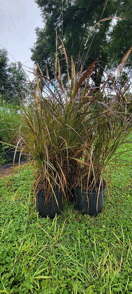 pennisetum-setaceum-rubrum-purple-fountain-grass-red-fountain-grass-pennisetum-advena-rubrum-pennisetum-setaceum-cupreum