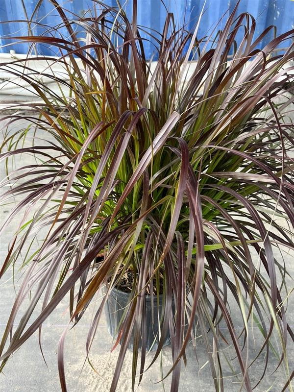 pennisetum-setaceum-rubrum-purple-fountain-grass-red-fountain-grass-pennisetum-advena-rubrum-pennisetum-setaceum-cupreum
