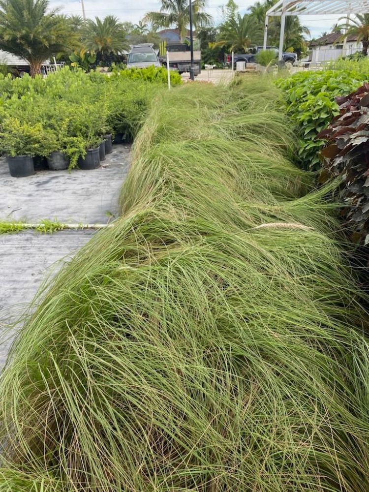 pennisetum-setaceum-rubrum-purple-fountain-grass-red-fountain-grass-pennisetum-advena-rubrum-pennisetum-setaceum-cupreum