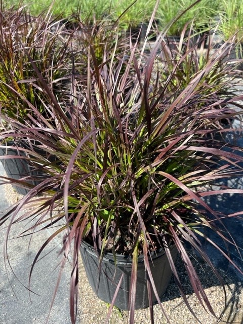 pennisetum-setaceum-rubrum-purple-fountain-grass-red-fountain-grass-pennisetum-advena-rubrum-pennisetum-setaceum-cupreum