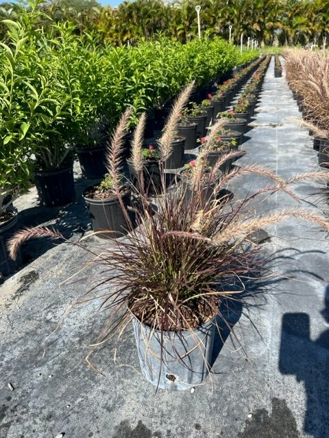 pennisetum-setaceum-rubrum-purple-fountain-grass-red-fountain-grass-pennisetum-advena-rubrum-pennisetum-setaceum-cupreum