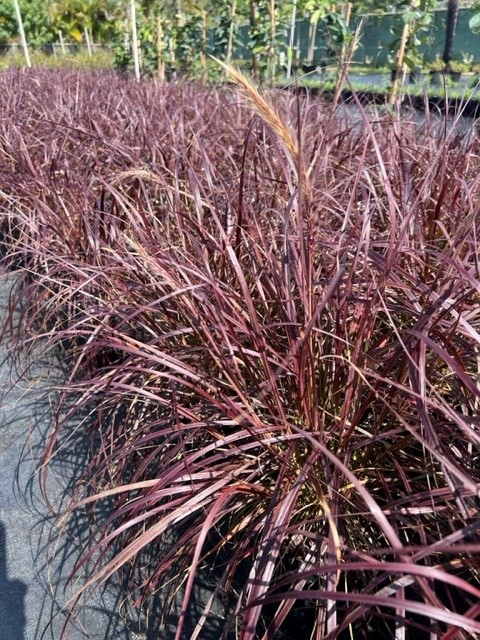 pennisetum-setaceum-rubrum-purple-fountain-grass-red-fountain-grass-pennisetum-advena-rubrum-pennisetum-setaceum-cupreum