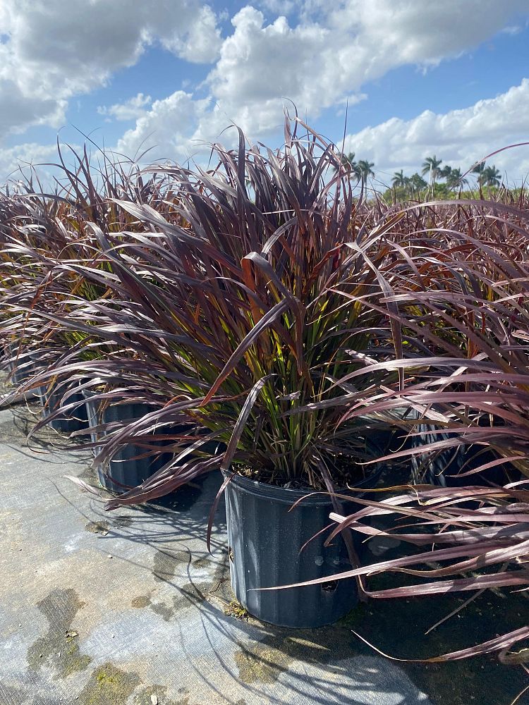 pennisetum-setaceum-rubrum-purple-fountain-grass-red-fountain-grass-pennisetum-advena-rubrum-pennisetum-setaceum-cupreum