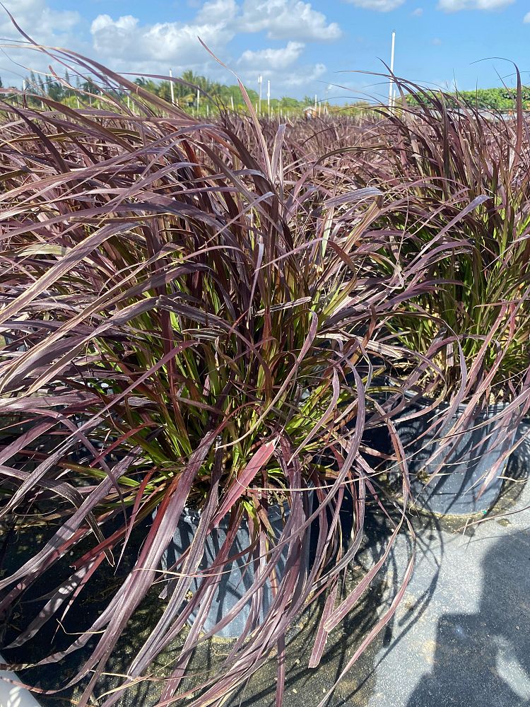 pennisetum-setaceum-rubrum-purple-fountain-grass-red-fountain-grass-pennisetum-advena-rubrum-pennisetum-setaceum-cupreum