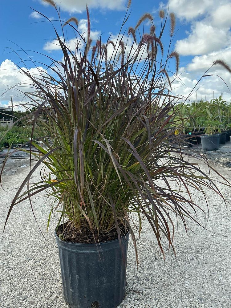 pennisetum-setaceum-rubrum-purple-fountain-grass-red-fountain-grass-pennisetum-advena-rubrum-pennisetum-setaceum-cupreum