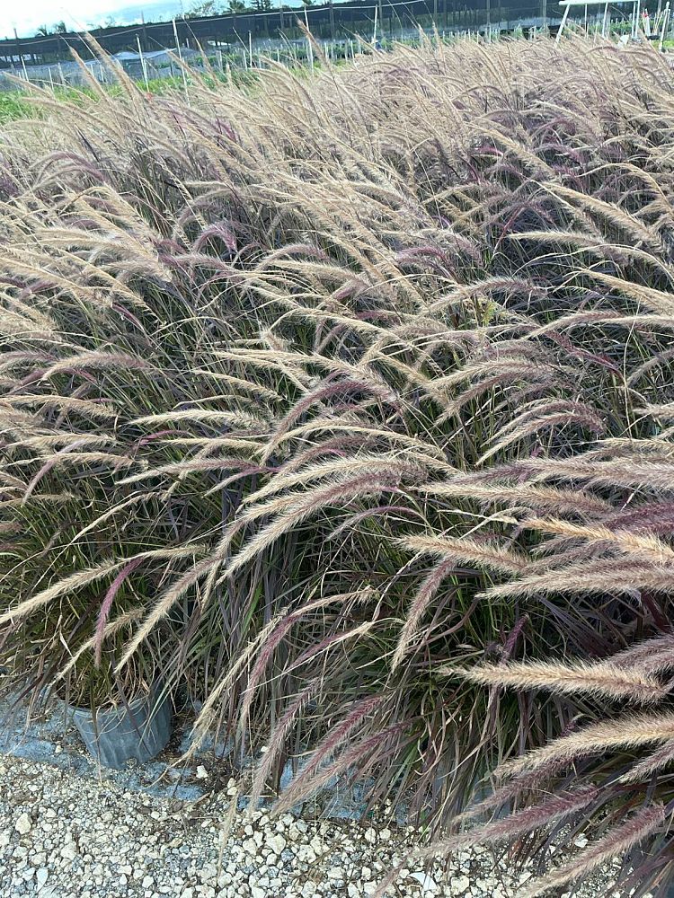 pennisetum-setaceum-rubrum-purple-fountain-grass-red-fountain-grass-pennisetum-advena-rubrum-pennisetum-setaceum-cupreum