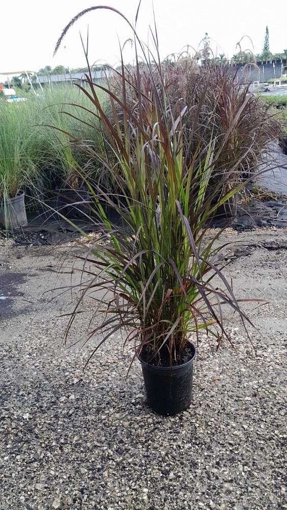 pennisetum-setaceum-rubrum-purple-fountain-grass-red-fountain-grass-pennisetum-advena-rubrum-pennisetum-setaceum-cupreum