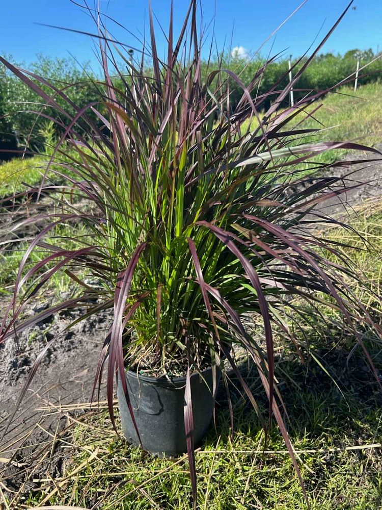 pennisetum-setaceum-rubrum-purple-fountain-grass-red-fountain-grass-pennisetum-advena-rubrum-pennisetum-setaceum-cupreum
