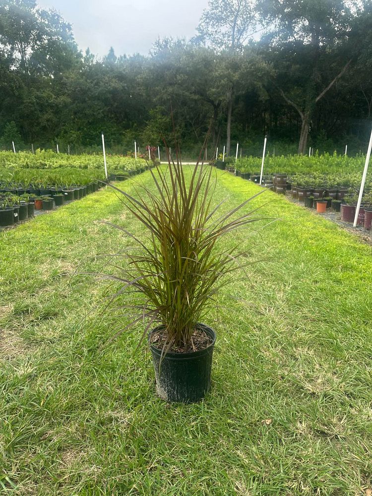 pennisetum-setaceum-rubrum-purple-fountain-grass-red-fountain-grass-pennisetum-advena-rubrum-pennisetum-setaceum-cupreum