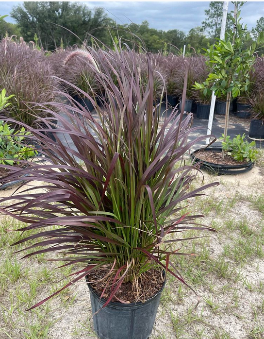 pennisetum-setaceum-rubrum-purple-fountain-grass-red-fountain-grass-pennisetum-advena-rubrum-pennisetum-setaceum-cupreum