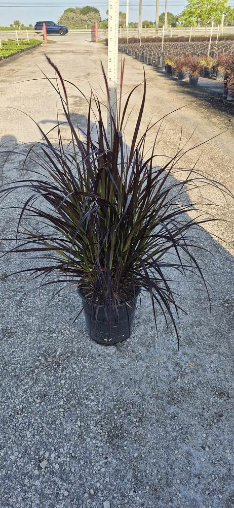 pennisetum-setaceum-rubrum-purple-fountain-grass-red-fountain-grass-pennisetum-advena-rubrum-pennisetum-setaceum-cupreum