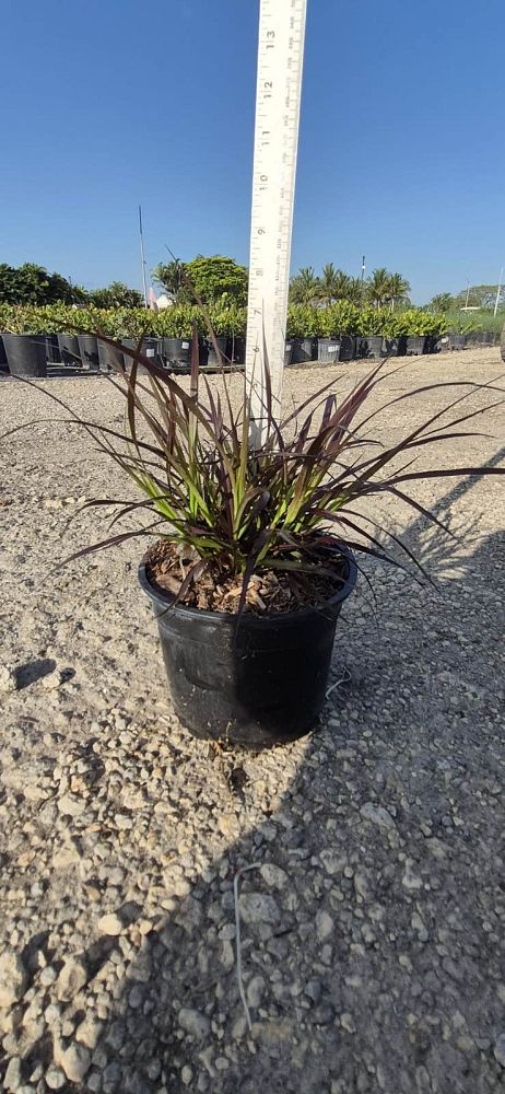 pennisetum-setaceum-rubrum-purple-fountain-grass-red-fountain-grass-pennisetum-advena-rubrum-pennisetum-setaceum-cupreum