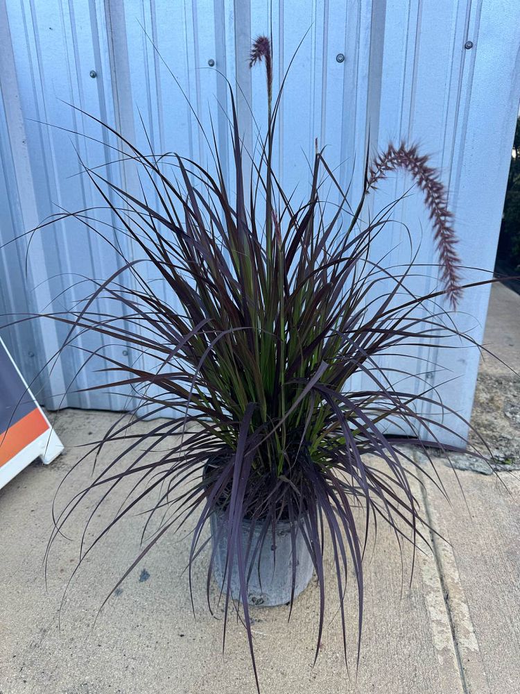 pennisetum-setaceum-rubrum-purple-fountain-grass-red-fountain-grass-pennisetum-advena-rubrum-pennisetum-setaceum-cupreum