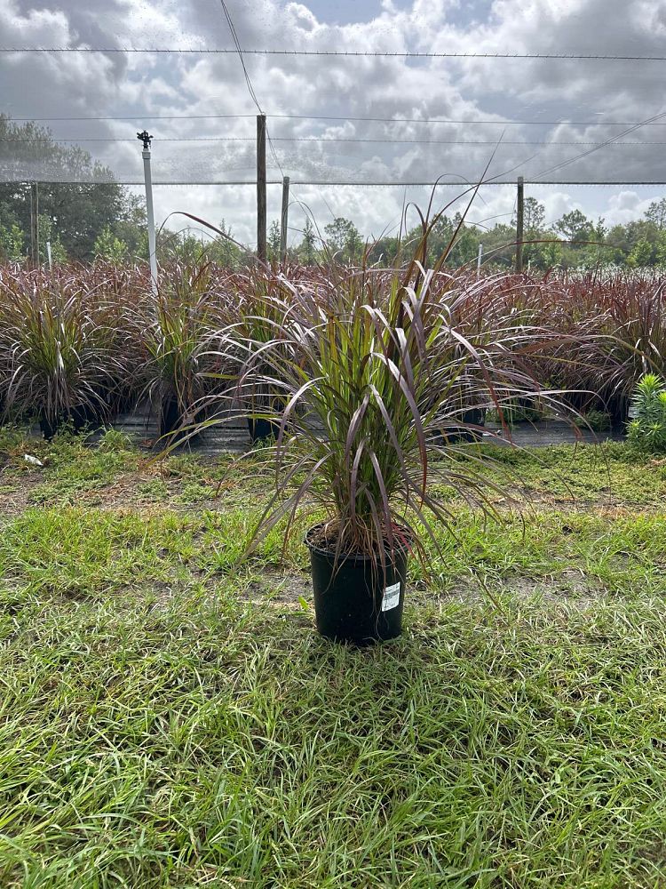 pennisetum-setaceum-rubrum-purple-fountain-grass-red-fountain-grass-pennisetum-advena-rubrum-pennisetum-setaceum-cupreum