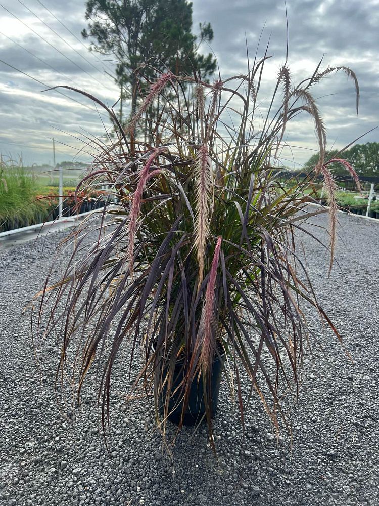 pennisetum-setaceum-rubrum-purple-fountain-grass-red-fountain-grass-pennisetum-advena-rubrum-pennisetum-setaceum-cupreum