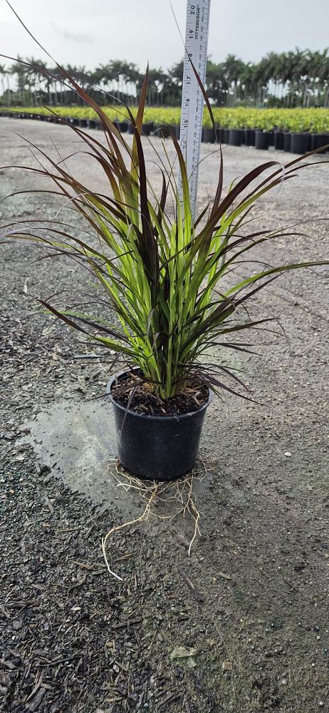 pennisetum-setaceum-rubrum-purple-fountain-grass-red-fountain-grass-pennisetum-advena-rubrum-pennisetum-setaceum-cupreum