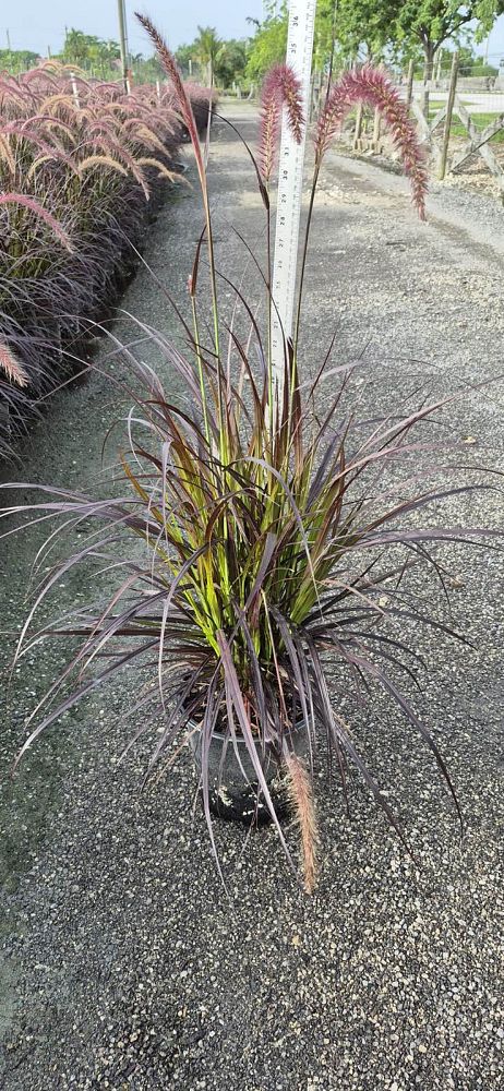 pennisetum-setaceum-rubrum-purple-fountain-grass-red-fountain-grass-pennisetum-advena-rubrum-pennisetum-setaceum-cupreum